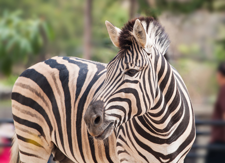 zebra