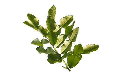 Kaffir lime leaves isolated on white backgroundの写真素材