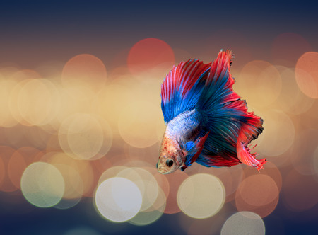 Siamese, fighting fish with beautiful bokeh background.