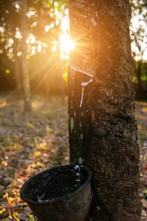 Gardener tapping latex rubber tree. Rubber Latex extracted from rubber tree.の写真素材