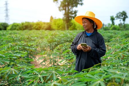 Smart woman farmer holding tablet standing in cassava field for checking her cassava field. Agriculture and smart farmer success conceptの写真素材