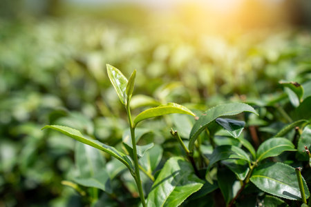Top of Green tea leaf in the morning, tea plantation. Green tea bud and leaves.の写真素材