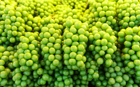 Fresh Shine Muscat Grapesの写真素材