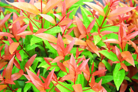aromaの写真素材