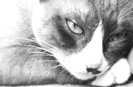 catの写真素材