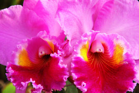 flowerの写真素材