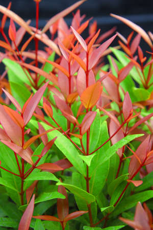 leaf