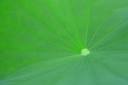 leafの写真素材