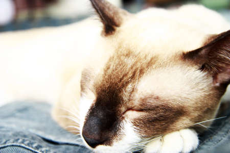 catの写真素材