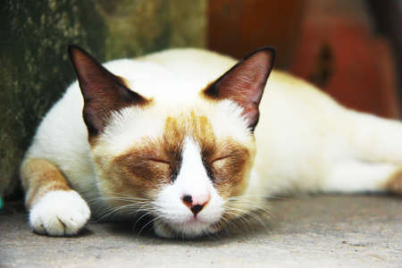 catの写真素材