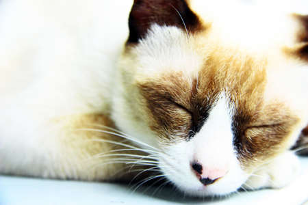 catの写真素材