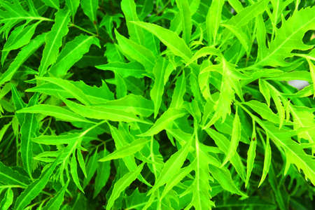leaf