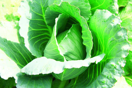 Cabbageの写真素材