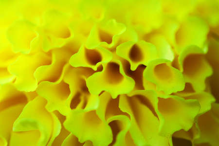 flowerの写真素材