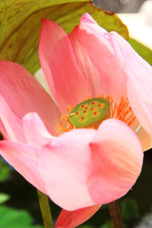 macroの写真素材