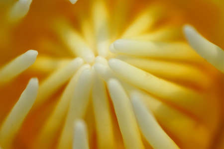 macroの写真素材