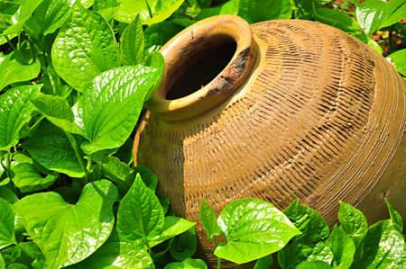 Earthen jar on the green grassの写真素材