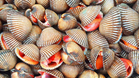 Scallops for sale in the marketの写真素材