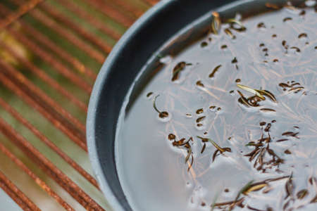 Fried Rosemary Soak in Olive Oil for Making Rosemary Oil.の写真素材