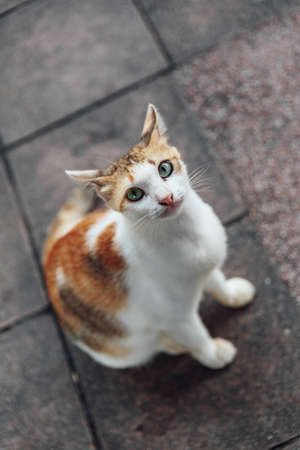 White and brown cat looking for food with begging eyes in Malaysia.の写真素材