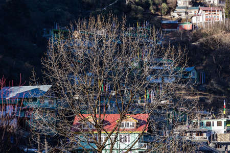 Tree branches without leaves in cold temperature in front of village at Lachen in North Sikkim, India.の写真素材