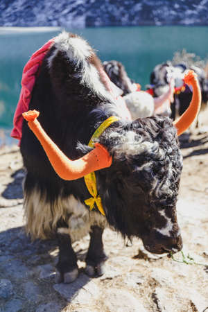 Tibetan black color head and body fur yak with saddle for ride stand on the concrete road in winter...
