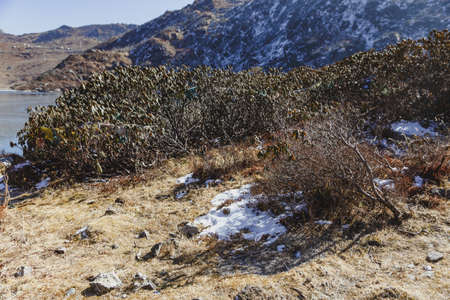 Green shrub with snow on yellow dry clay with blue mountain in the background in winter in Tashi Delek near Gangtok. North Sikkim, Indiaのeditorial素材