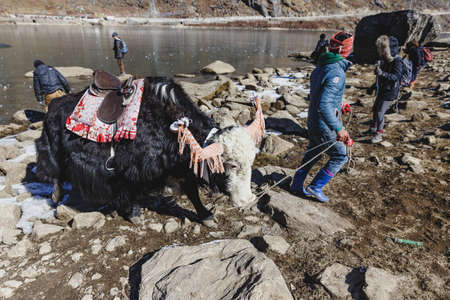 Sitting yak with tamer guide on the field with stone near the frozen pond in winter in Tashi Delek near Gangtok. North Sikkim, Indiaのeditorial素材