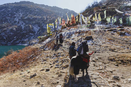 Tourist ride yak with tamer who pull and control him to walk to the mountain with snow and Tibetan prayer flags along the side of path in winter in Tashi Delek near Gangtok. North Sikkim, Indiaのeditorial素材
