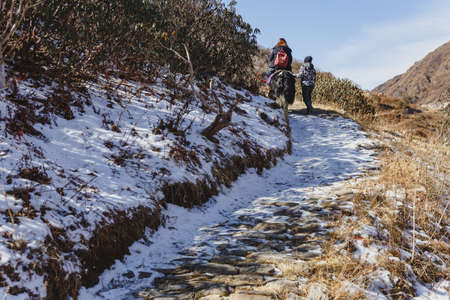 Tourist ride yak with tamer who pull and control him to walk to the mountain with snow on yellow clay in winter in Tashi Delek near Gangtok. North Sikkim, Indiaのeditorial素材