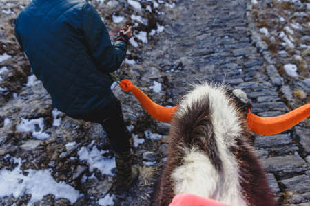 Back of the yak head and guide tamer in winter in Tashi Delek near Gangtok. North Sikkim, Indiaのeditorial素材