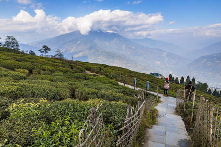 Temi Tea Garden with mountain and enormous cloud in the background in winter near Gangtok. Sikkim,...