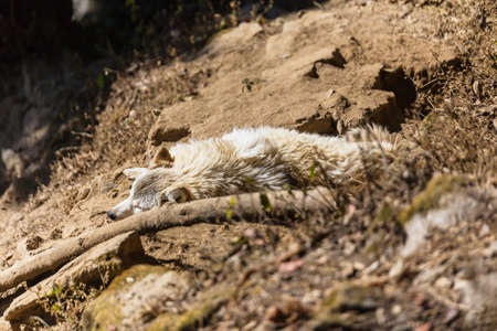 Crawling Tibetan wolf on the ground in the cage in Padmaja Naidu Himalayan Zoological Park at Darjeeling, India.の写真素材