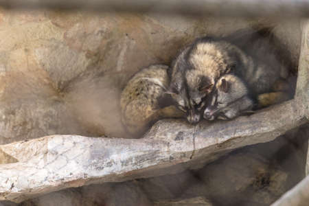 Black and brown fur Wildcats sleep on the ground in the cage in Padmaja Naidu Himalayan Zoological Park at Darjeeling, India.の写真素材