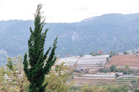 Pine with flower greenhouse near mountain in the background in Chiang Mai, Thailand.の写真素材