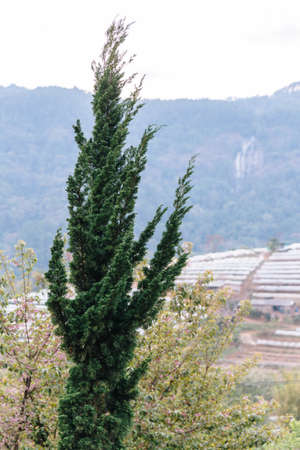 Pine with flower greenhouse near mountain in the background in Chiang Mai, Thailand.