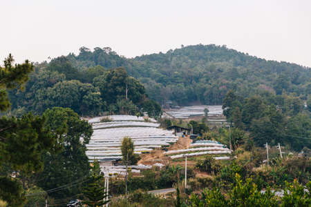 Group of flower greenhouses near foothills in Chiang Mai, Thailand.の写真素材