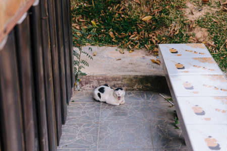 Cat yawning while crawling on the ground in Chiang Mai, Thailand.