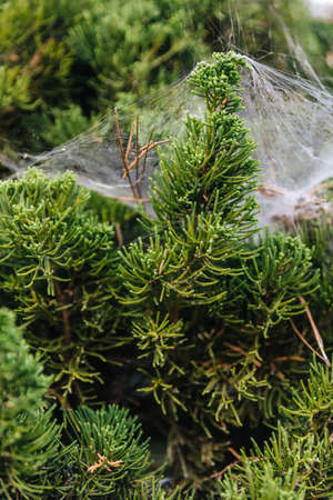 Close-up detail of pine leaves stick with spider web in Chiang Mai, Thailand.の写真素材