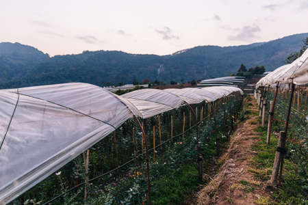 Dirt walk way between flower greenhouse near the mountain in the evening in Chiang Mai, Thailand.の写真素材
