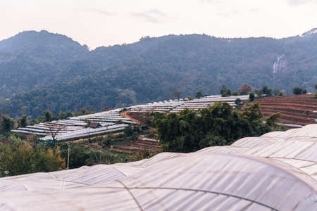 Flower greenhouse near the foothills in the evening in Chiang Mai, Thailand.の写真素材