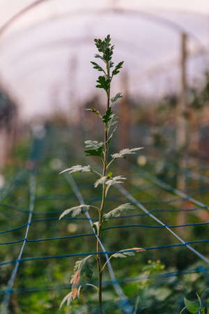 Flower young plant growing through blue color wire mesh at greenhouse in Chiang Mai, Thailand.の写真素材