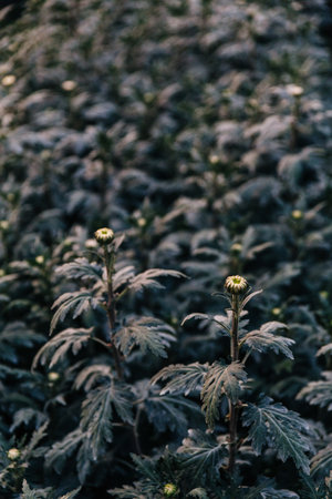 White flower buds in greenhouse in the evening in Chiang Mai, Thailand.の写真素材