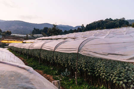 Flower greenhouse near the mountain in the evening in Chiang Mai, Thailand.の写真素材