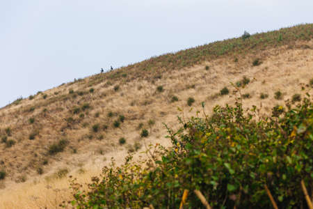 Mountain with golden grass and green shrub along the way to Kew Mae Pan in Chiang Mai, Thailand.