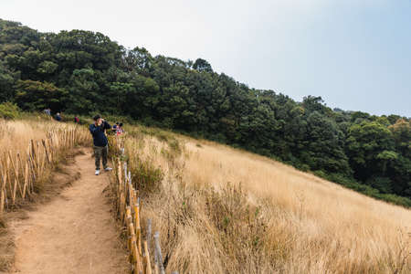 Mountain with golden grass and green shrub with woods in background and bamboo fence along the way to Kew Mae Pan in Chiang Mai, Thailand.のeditorial素材