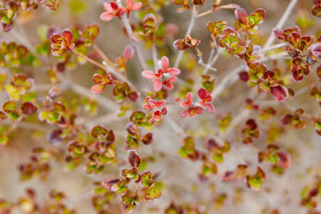 Close up green and red leaves on the tree in Noboribetsu Date JIdaimura Historic Village at Hokkaido, Japan.の写真素材