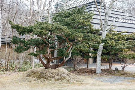 Big Bonsai trees with green leaves in the area of Shiraoi Ainu Village Museum in Hokkaido, Japan.