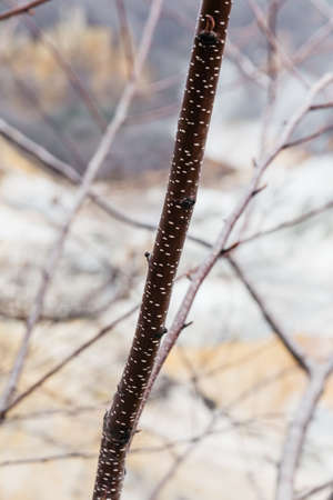 Branch detail at Noboribetsu Jigokudani (Hell Valley): The volcano valley got its name from the sulfuric smell, extremely high heat and steam spouting out of the ground in Hokkaido, Japan.の写真素材