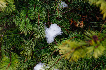 Close up ice on fern shrub at Mount Usu in winter in Hokkaido, Japan.の写真素材